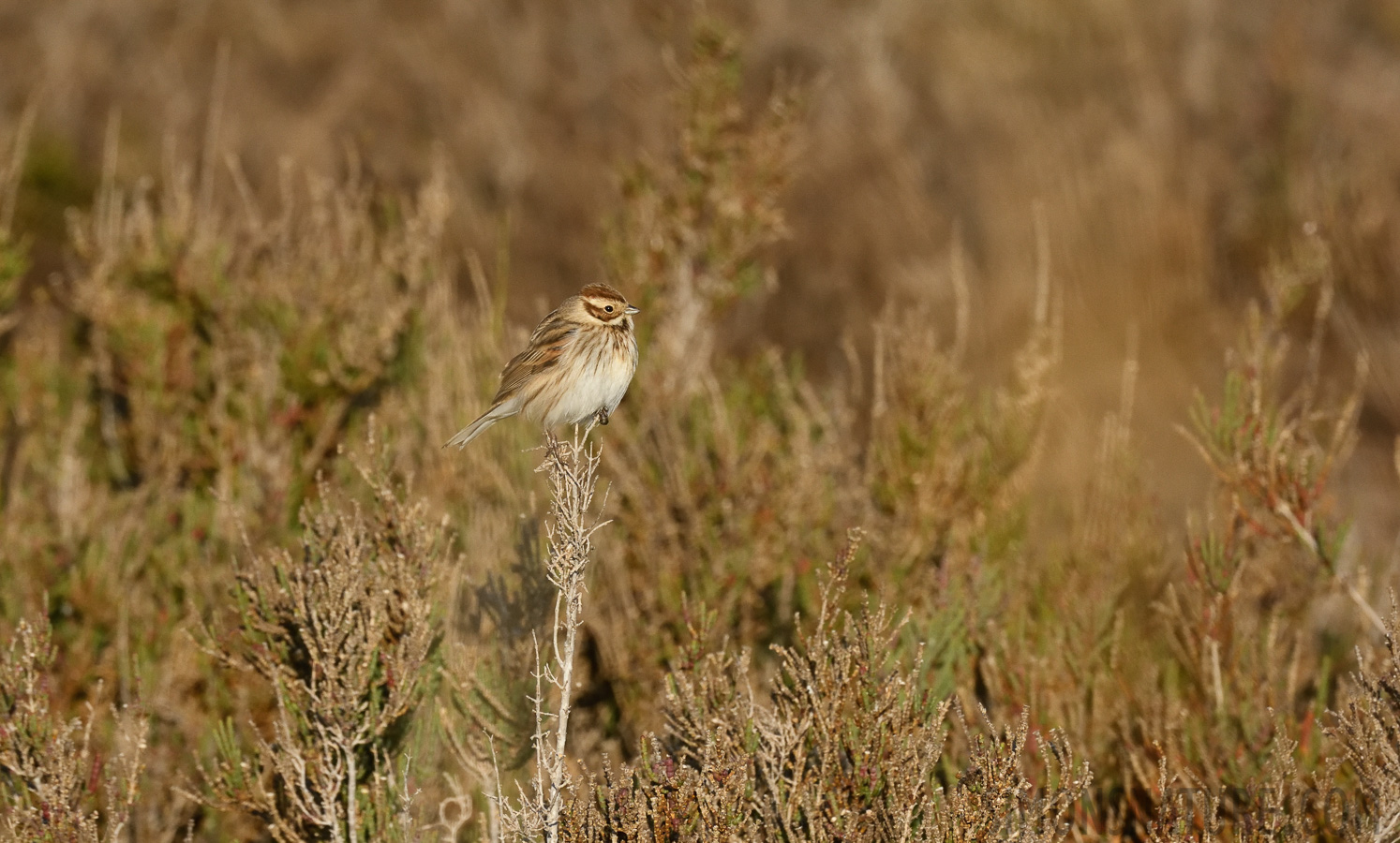 Emberiza schoeniclus witherbyi [400 mm, 1/1600 Sek. bei f / 11, ISO 1600]